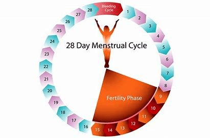 Cyclustherapeut Zaanstreek: Empowering Women with Natural Cycle&nbsp;Therapy